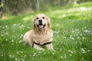 Training is Essential for Puppies to Reach Their Full Potential