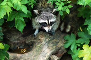 Eliminating Raccoons: Removal and Control Solutions