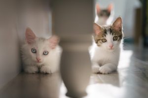 Surprising Facts About Cats You Might Not Know