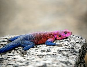 Deciphering the Social Behavior of Your Lizards