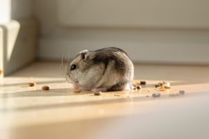 An In-depth Guide to Hamsters