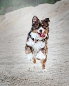 Training a Dog to Jump