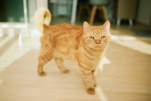 Encourage Your Cat to Drink More Water with a Pet Water Fountain