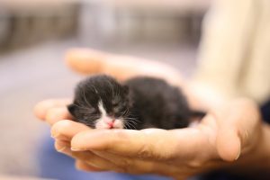 Protect Your Cat from Holiday Plants: Safety Tips
