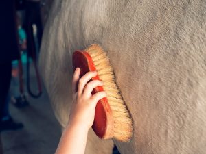 Tips for Pet Grooming and Shedding: Using a DeShedding Tool