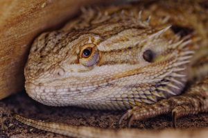 How to Properly Care for Bearded Dragons