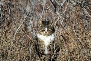 Managing Cat Behavior Issues: Five Effective Strategies