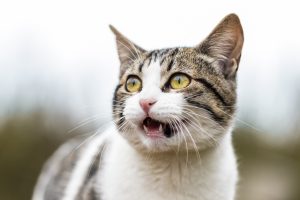 Selecting a Cat Breed That Fits Your Family