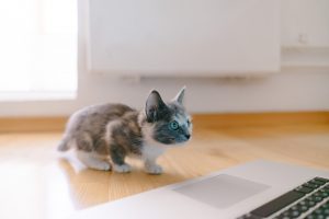 Options for Cat Litter