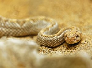 Guide on Breeding Corn Snakes