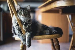 Frequent Cat Health Issues