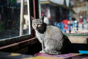 Revealing Insights into the Best Self-Cleaning Litter Box