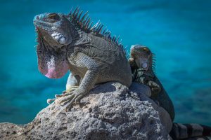 Keeping Desert Iguanas: A Comprehensive Guide