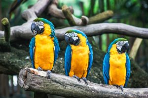 Varieties of Parrots: Exploring Diversity