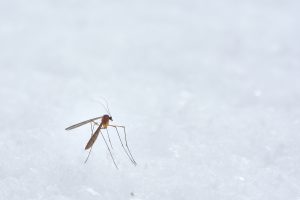 Preventing Dengue: Effective Strategies Against Dengue Mosquitoes