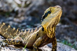 Beginner’s Guide to Bearded Dragon Care