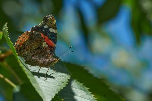 Unveiling the Reality of Exotic Moths