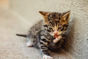 The Importance of Vaccinating Your Cat