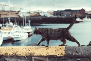 Preventing Cat Spraying: Effective Strategies