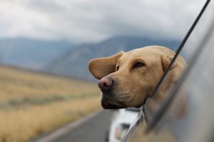 Moving Your Pet Abroad: Advice for International Pet Relocation