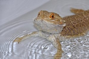 Raising a Happy and Healthy Baby Bearded Dragon: Easy-to-Follow Tips