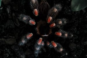 Caring for Your Pet Tarantula: Essential Tips