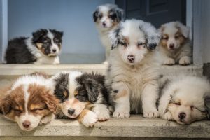 Selecting the Right Pet Food to Enhance Your Dog’s Well-being