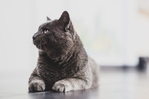 Reducing Hairballs in Your Cat: Tips and Tricks