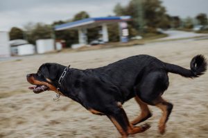 Essential Information on Canine Deafness