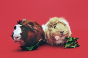 Six Common Mistakes in Guinea Pig Care