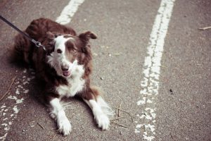 Ensuring Your Dog’s Safety During Car Travel