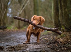 Anticipated Experiences During the Initial Months of Puppy Ownership