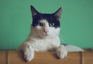 The Most Sociable Cat Breeds