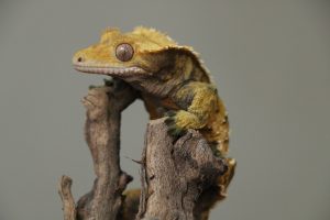 All About Crested Geckos